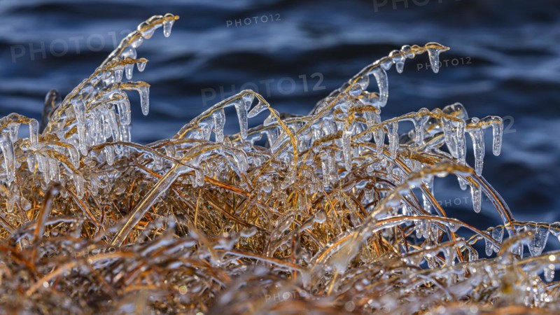 Icy grasses along the river, Fjallabak Nature Reserve, Sudurland, Iceland, Europe