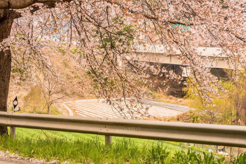 Branches of beautiful cherry blossom tree next to roadway bridge and cultivated field in background in Daejeon, South Korea, Asia