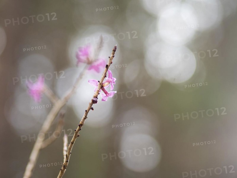 Mezereon (Daphne mezereum), near Tragoess, Styria, Austria, Europe