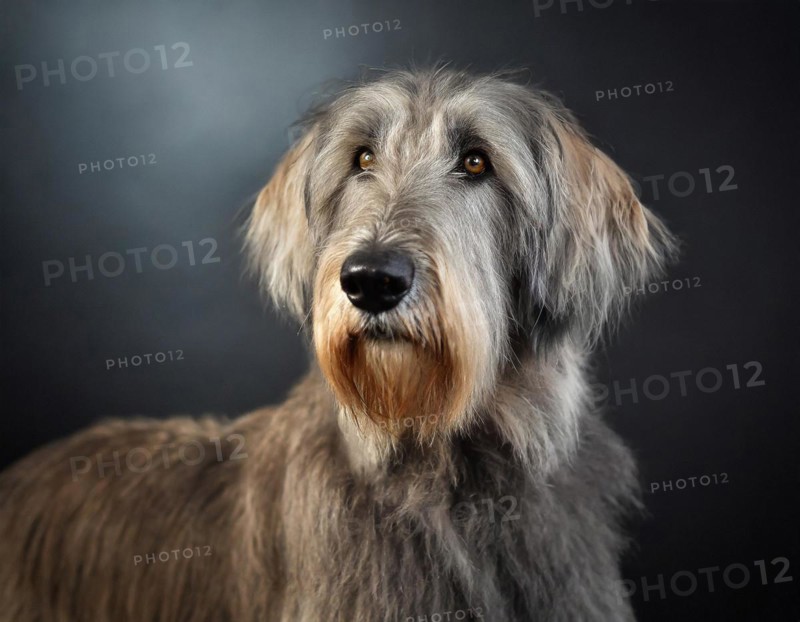 Dog, Irish Wolfhound, portrait, head only, puppies, dark background, AI generated, AI generated