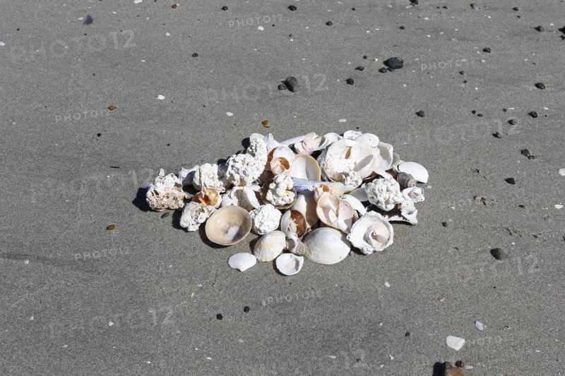 Shells and pieces of coral on the beach near Unnstad, Lofoten, Norway, Scandinavia, Europe