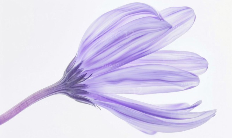Pale purple chamomile flower on white background, closeup AI generated