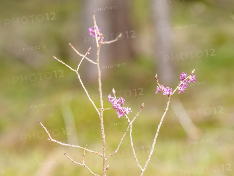 Mezereon (Daphne mezereum), near Tragoess, Styria, Austria, Europe