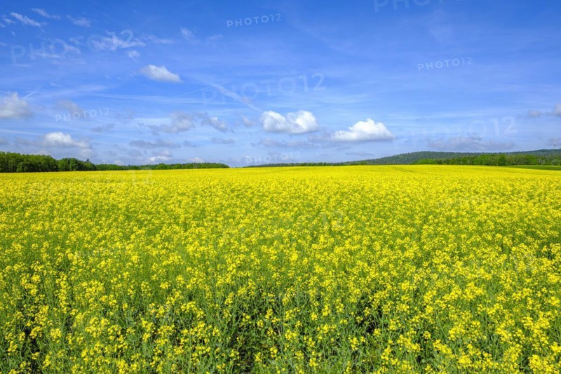 Rape field in bloom in West Lusatia, Saxony, Germany, Europe