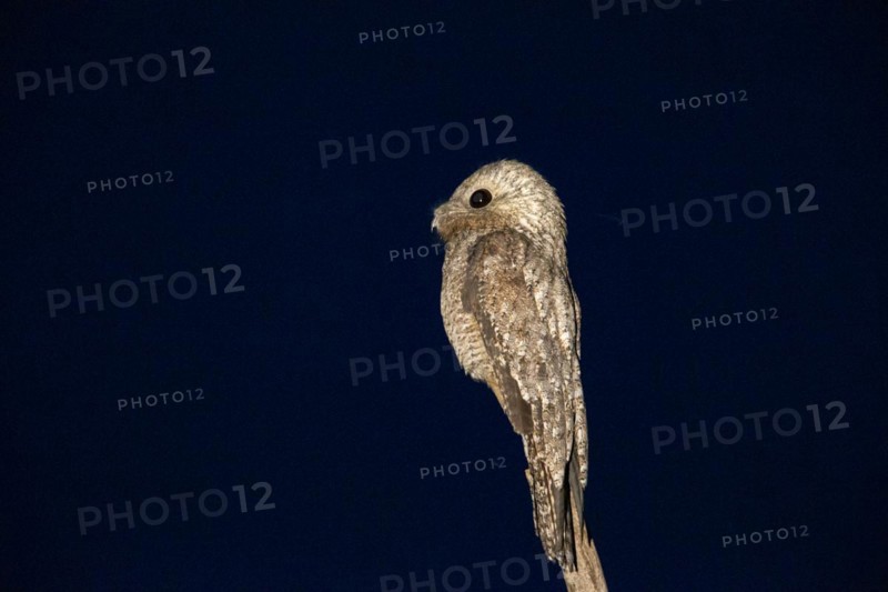 Great potoo (Nyctibius grandis) Pantanal Brazil