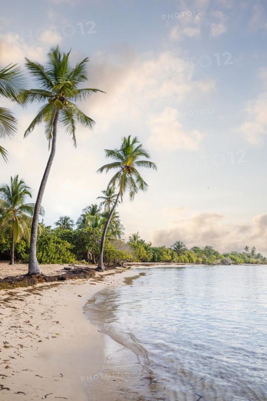 Romantic Caribbean sandy beach with palm trees, turquoise-coloured sea. Morning landscape shot at sunrise in Plage de Bois Jolan, Guadeloupe, French Antilles, North America