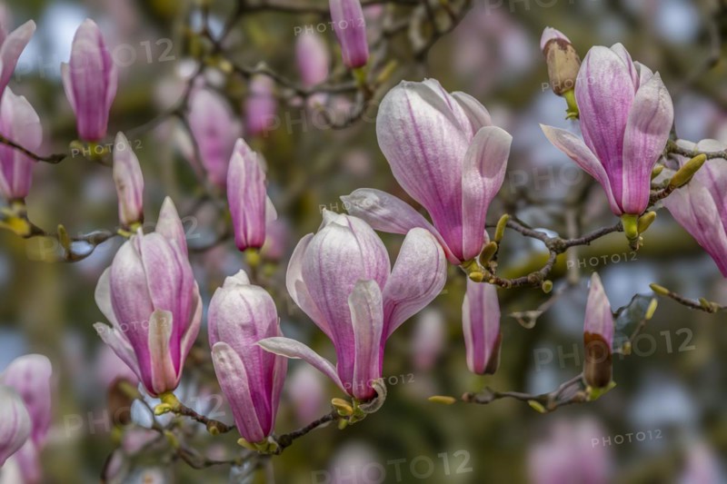 Blossoms of a magnolia (Magnolia), magnolia x soulangeana (Magnolia xsoulangeana), magnolia blossom, Offenbach am Main, Hesse, Germany, Europe