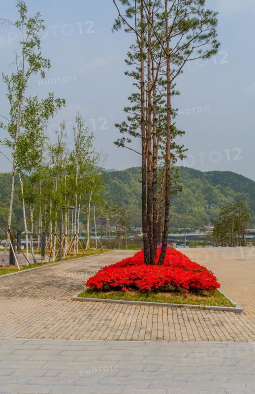 Red flowers growing at base of tall trees in island surrounded by red brick walkway at public park in South Korea