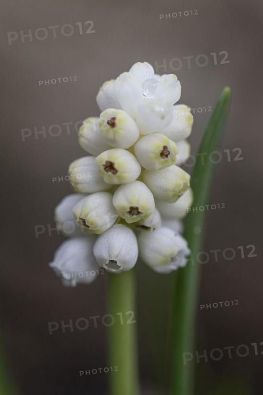 Pearl hyacinth (Muscari botrioides), white form, Emsland, Lower Saxony, Germany, Europe