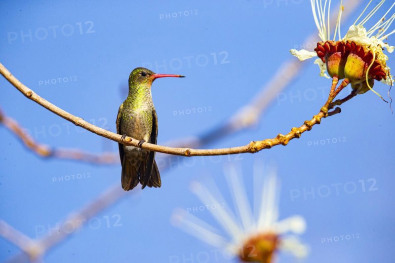 Golden Sapphire Hummingbird (Hylocharis chrysuria) Pantanal Brazil