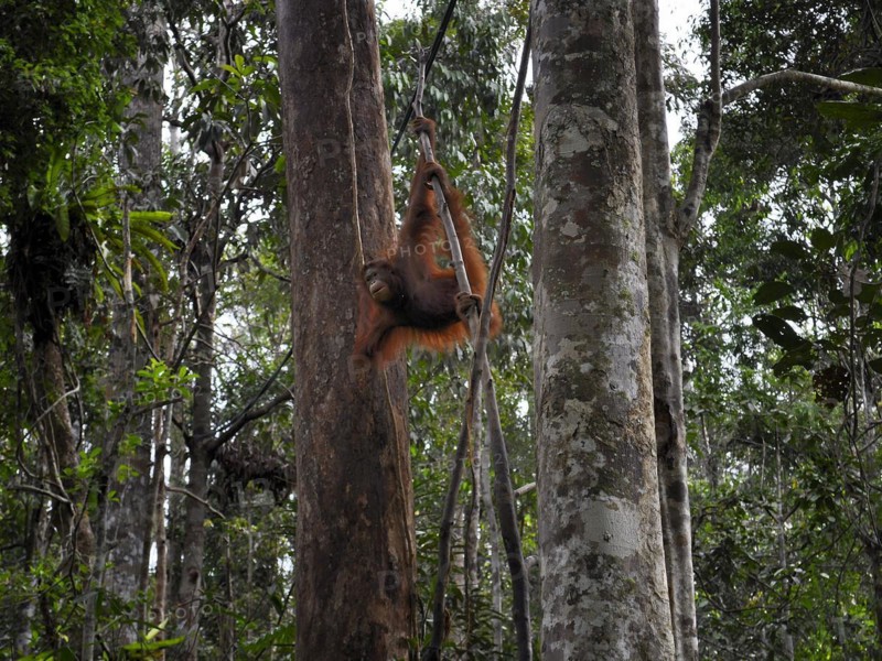 Semenggoh Nature Reserve, Pongo pygmaeus, sarawak, malaysia