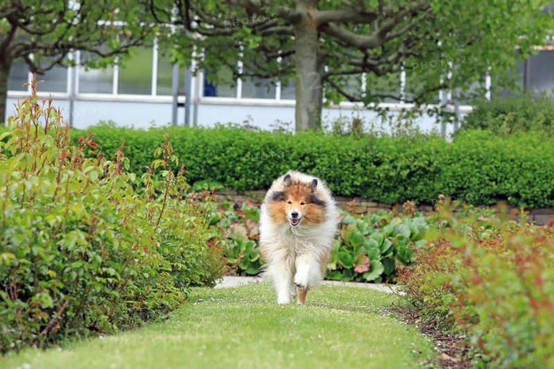 Collie, Long-haired Collie