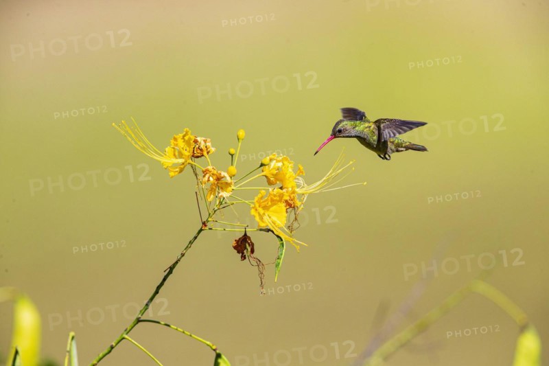 Golden Sapphire Hummingbird (Hylocharis chrysuria) Pantanal Brazil