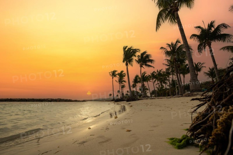 Caribbean dream beach with palm trees, white sandy beach and turquoise-coloured, crystal-clear water in the sea. Shallow bay at sunset. Plage de Sainte Anne, Grande Terre, Guadeloupe, French Antilles, North America