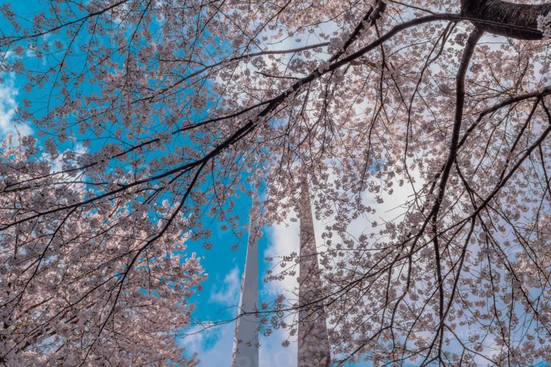 Looking up through cherry blossom tree branches to beautiful blue sky with puffy white clouds in Daejeon, South Korea, Asia