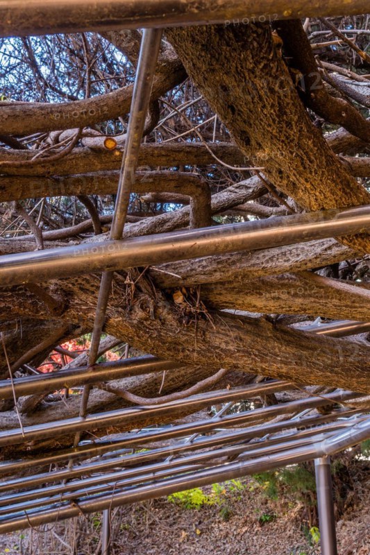 View from below of tree branches intertwining with a pergola, in South Korea