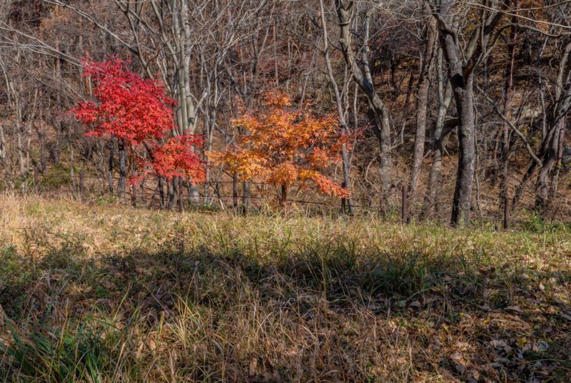 Sunlight casting warmth on a forest with bright autumn colors, in South Korea