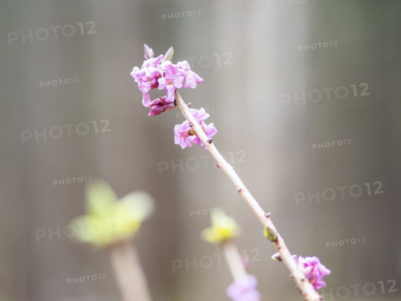 Mezereon (Daphne mezereum), near Tragoess, Styria, Austria, Europe