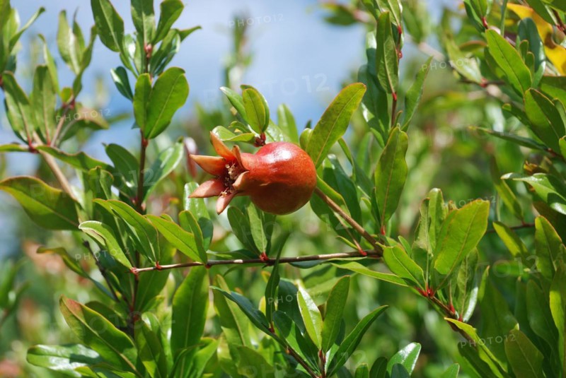 Pomegranate hanging on tree