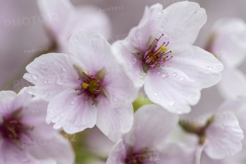 Japanese cherry (Prunus serrulata), Emsland, Lower Saxony, Germany, Europe