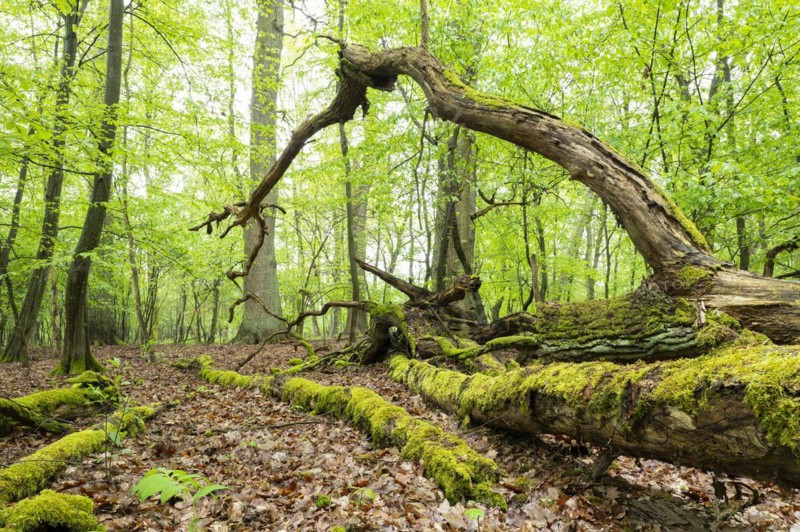 Near-natural deciduous forest, moss-covered deadwood, in spring, Barnbruch Forest nature reserve, Lower Saxony, Germany, Europe