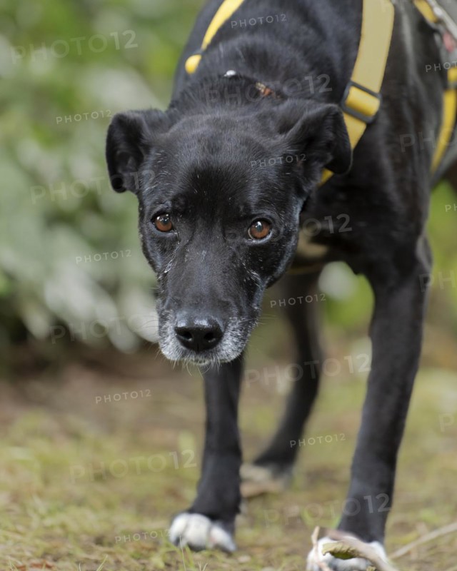 Domestic dog (Canis lupus familiaris), black, female, older, grey muzzle, from the animal protection, with double protection, looking directly at the viewer, yellow harness, brown eyes, white paws, close-up, background green blurred bushes, Hesse, Germany, Europe