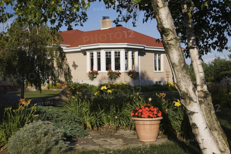 Tan brick with white trim home with landscaped front yard through Betula, Birch tree underplanted with orange and yellow Hemerocallis, Daylily and red Begonia flowers in terracotta planter in summer, Quebec, Canada, North America