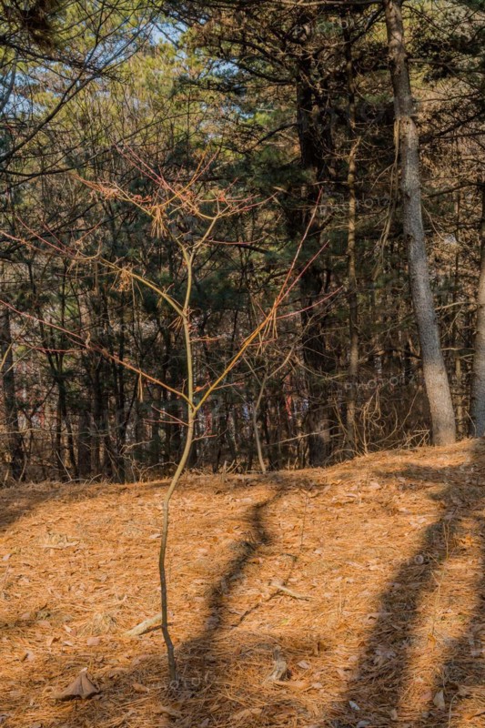 A young tree casting a shadow on a forest floor covered with pine needles, in South Korea