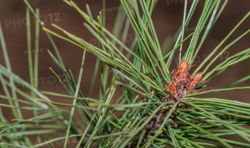 New growth of a pine tree with vibrant green needles and a young cone, in South Korea