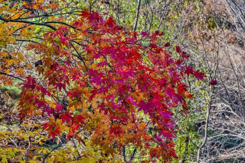 Close-up of bright red autumnal maple leaves in a natural setting, in South Korea
