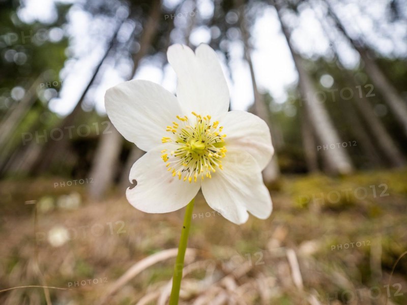 Christmas rose (Helleborus niger), near Tragoess, Styria, Austria, Europe