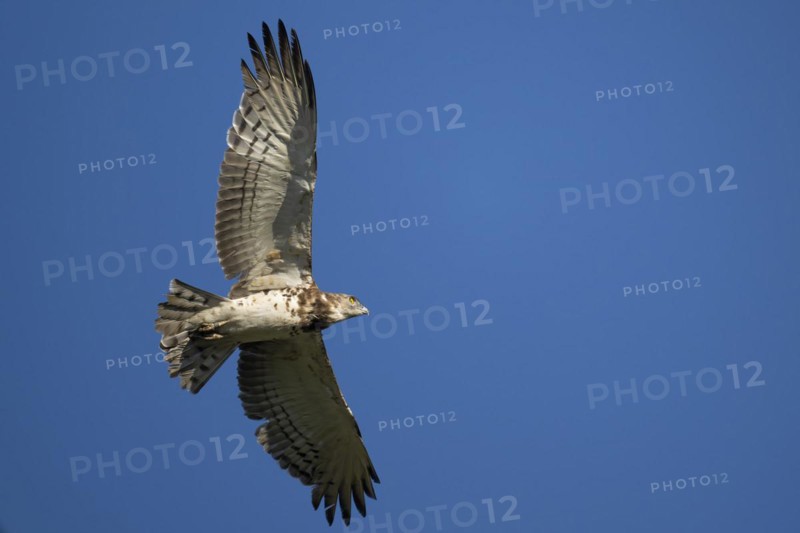 Black-chested snake eagle (Circaetus pectoralis), Mziki Private Game Reserve, North West Province, South Africa, Africa