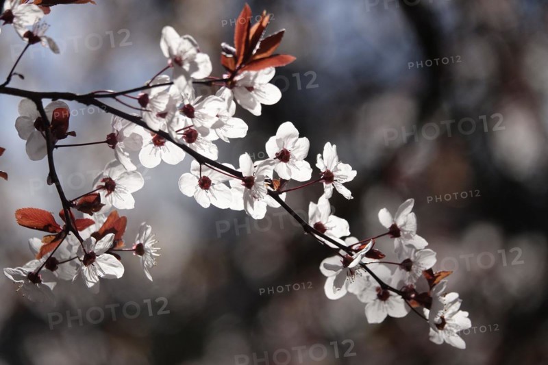 Ornamental cherry in bloom, March, Germany, Europe