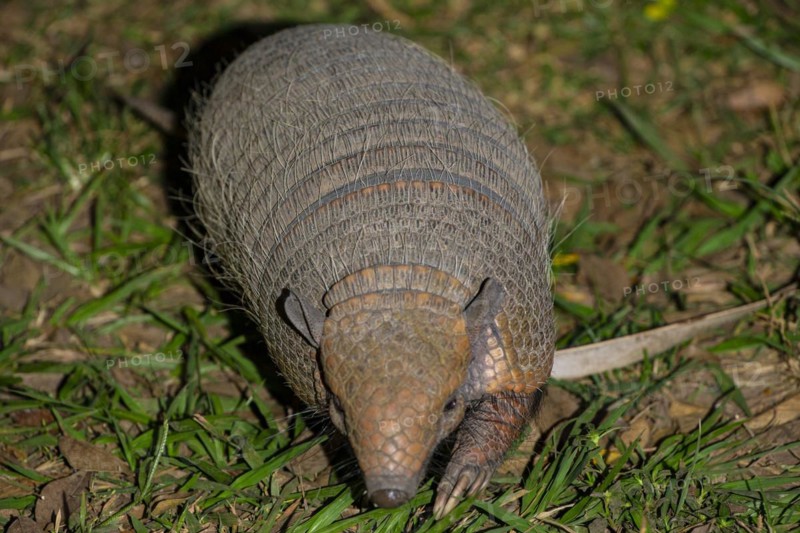 Giant armadillo (Priodontes maximus) Pantanal Brazil