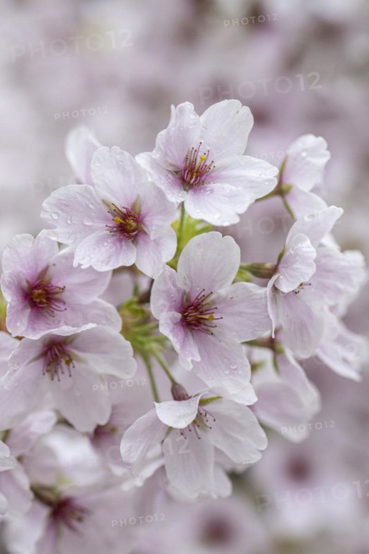 Japanese cherry (Prunus serrulata), Emsland, Lower Saxony, Germany, Europe