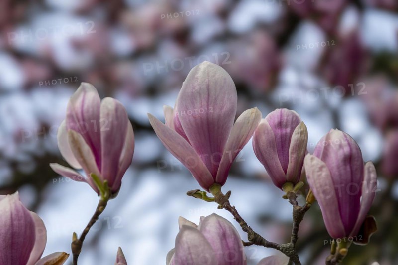 Blossoms of a magnolia (Magnolia), saucer magnolia (Magnolia x soulangeana), magnolia blossom, Offenbach am Main, Hesse, Germany, Europe