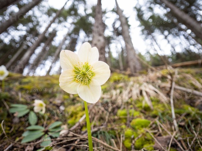 Christmas rose (Helleborus niger), near Tragoess, Styria, Austria, Europe
