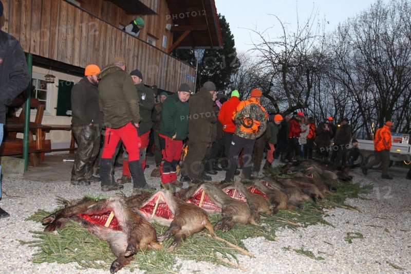 Hunting wild boar (Sus scrofa) killed and broken open, tradition, Allgaeu, Bavaria, Germany, Europe