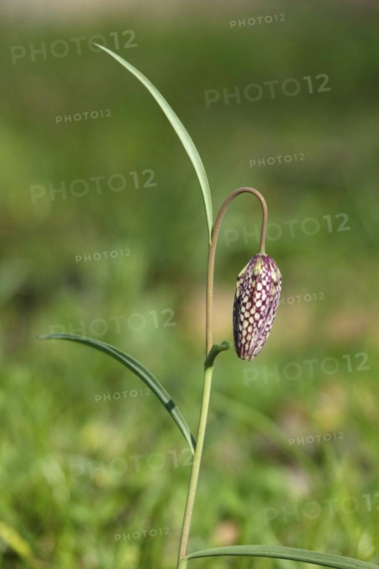 Snake's Head Fritillary, March, Germany, Europe