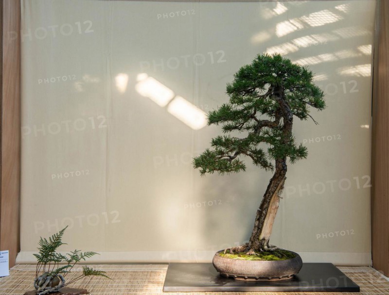 Bonsai