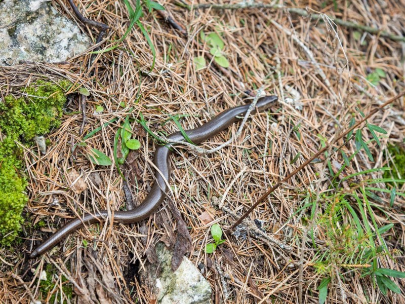 Slow worm (Anguis fragilis), near Tragoess, Styria, Austria, Europe