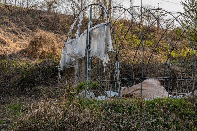 Tattered and weathered fabric hangs from an overgrown wire frame, in South Korea