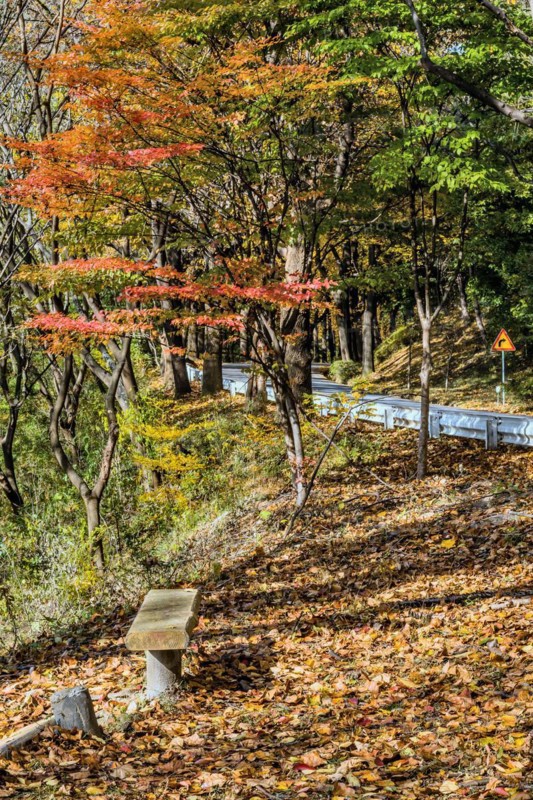 A quiet spot with a bench, surrounded by trees with autumn leaves and a winding road, in South Korea