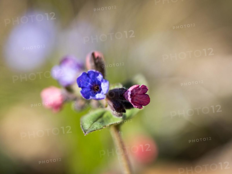 True lungwort or common lungwort (Pulmonaria officinalis), flowers, Leoben, Styria, Austria, Europe