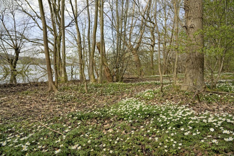 Wood anemone (Anemone nemorosa) blooming between deciduous trees at a lake, North Rhine-Westphalia, Germany, Europe
