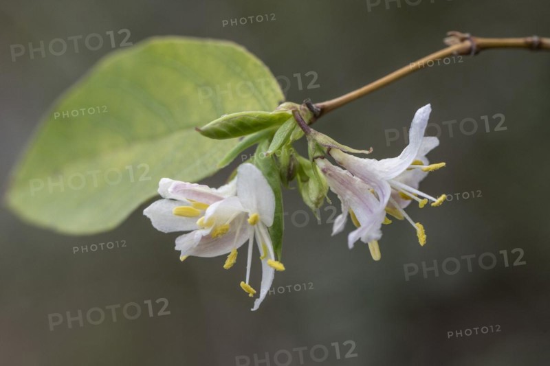 Red honeysuckle (Lonicera xylostemon), Emsland, Lower Saxony, Germany, Europe
