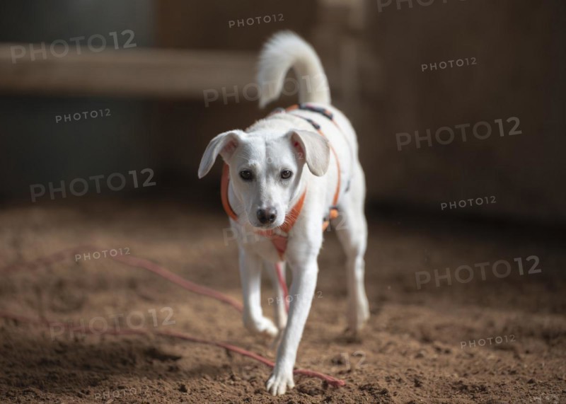 Domestic dog (Canis lupus familiaris), light-coloured coat, female, young, animal welfare dog, running in an indoor riding arena, frontal approaching the viewer, background brown blurred, Hesse, Germany, Europe