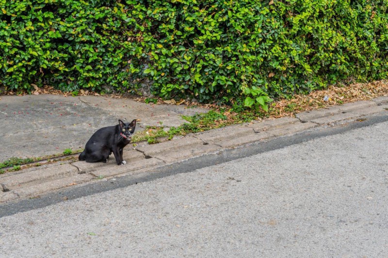 Black cat sitting on the pavement beside a leafy green hedge, in Chiang Mai, Thailand, Asia