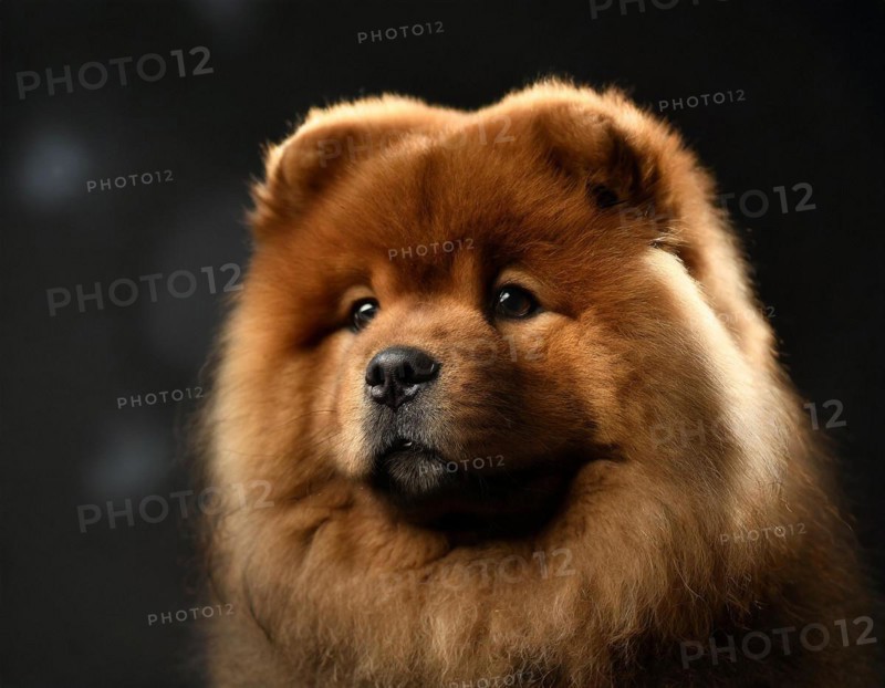 Dog, Chow Chow, portrait, head only, puppies, dark background, AI generated, AI generated
