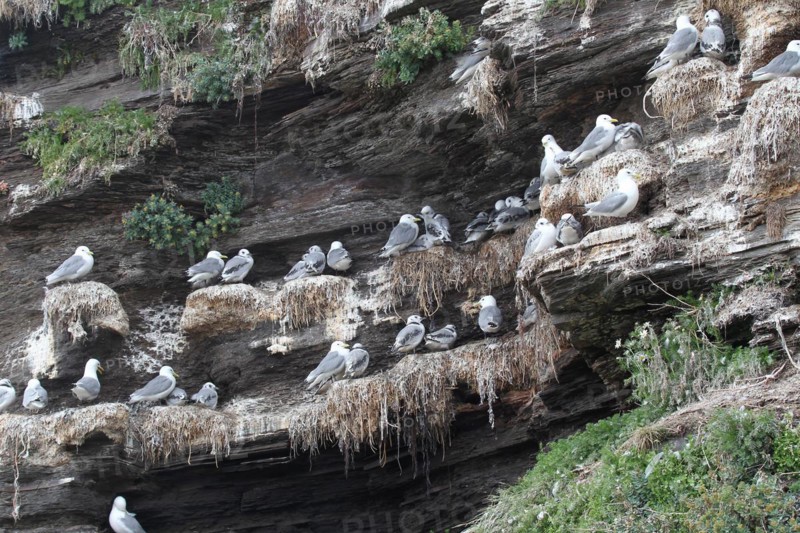 Black-legged kittiwakes (Rissa tridactyla) Old and young birds at the nest, Ekkeroy rock on the Barents Sea, northern Norway, Norway, Scandinavia, Europe
